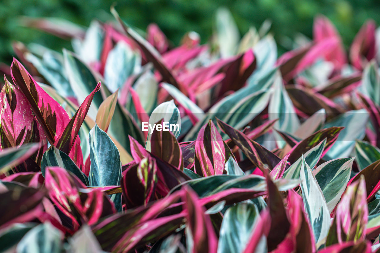 CLOSE-UP OF PINK FLOWERS ON PLANT