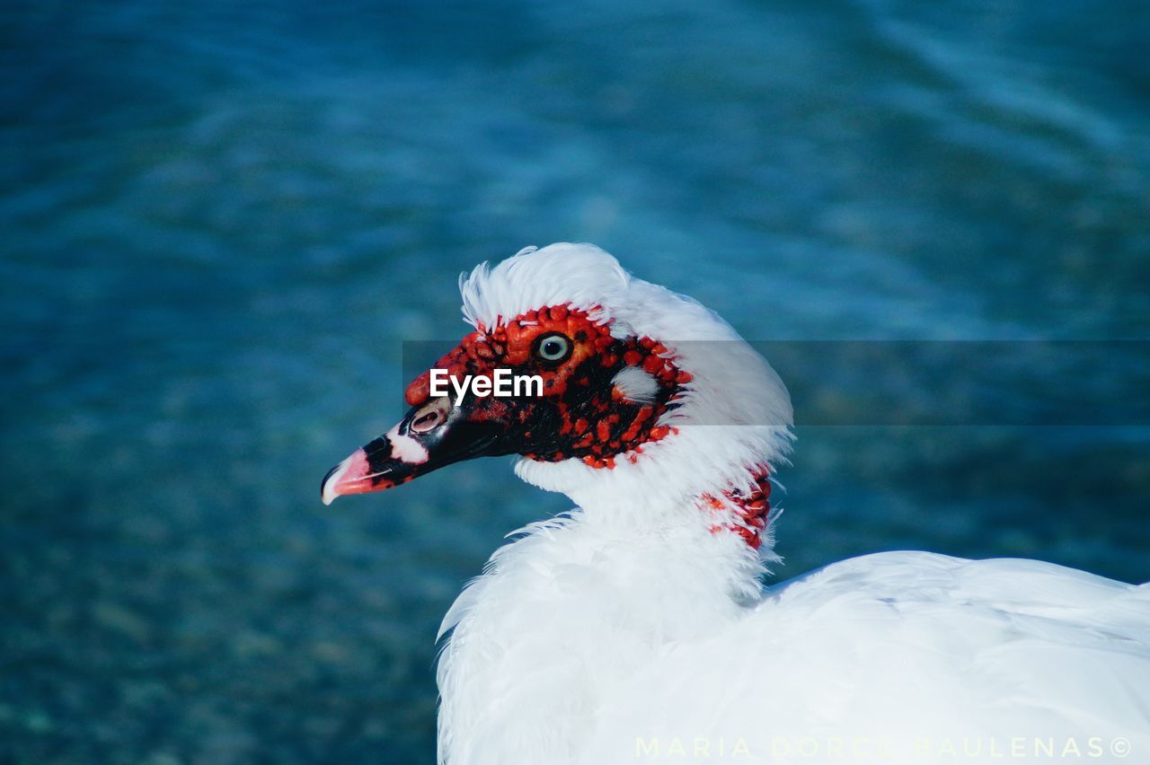 Close-up of a bird, duck