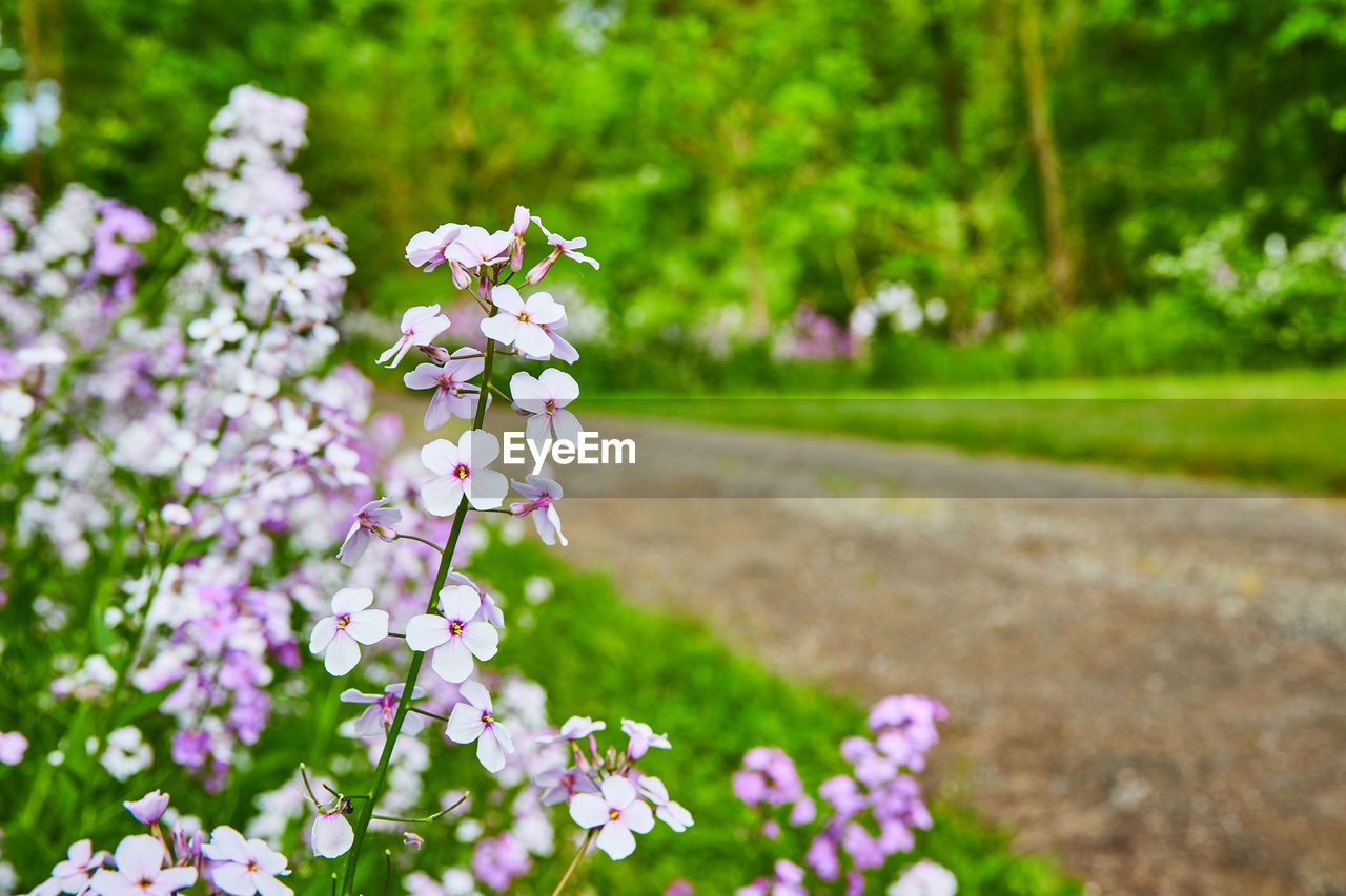 close-up of purple flowering plant