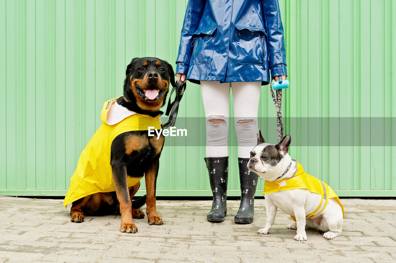 Low section of woman with dogs on street