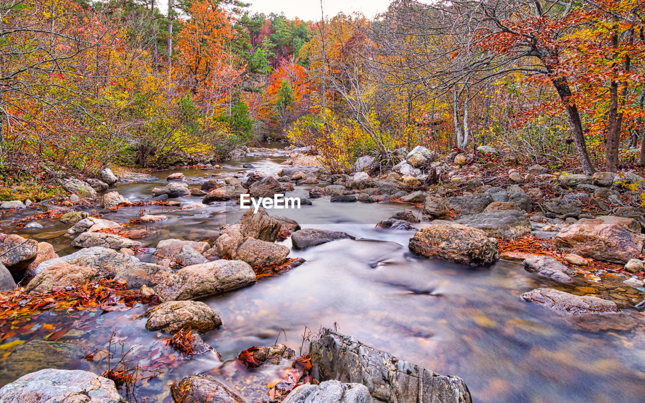 Scenic view of stream flowing in forest during autumn