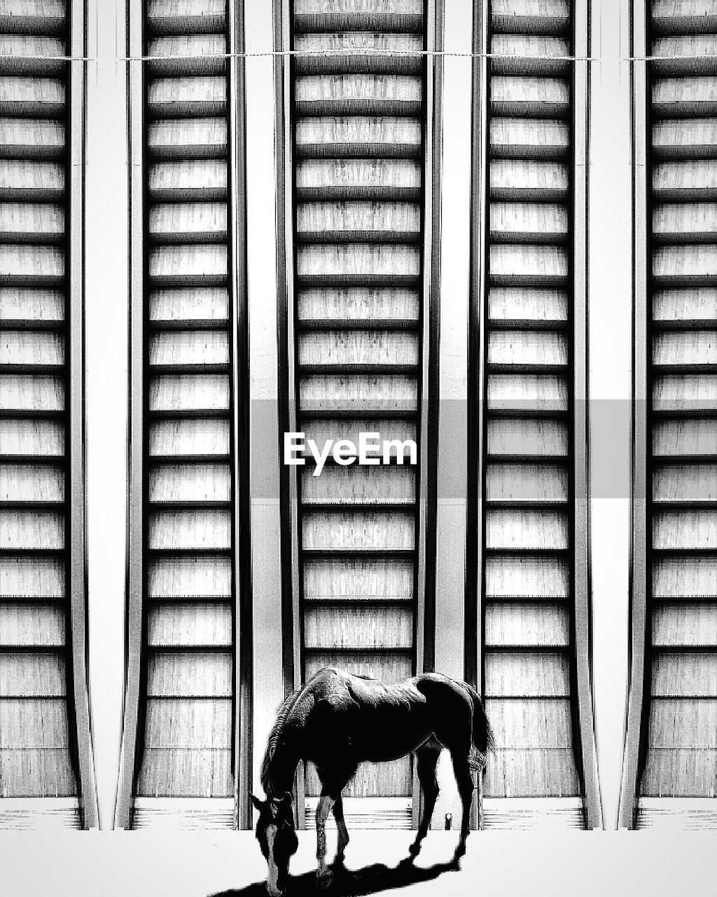 SIDE VIEW OF DOG STANDING ON ESCALATOR