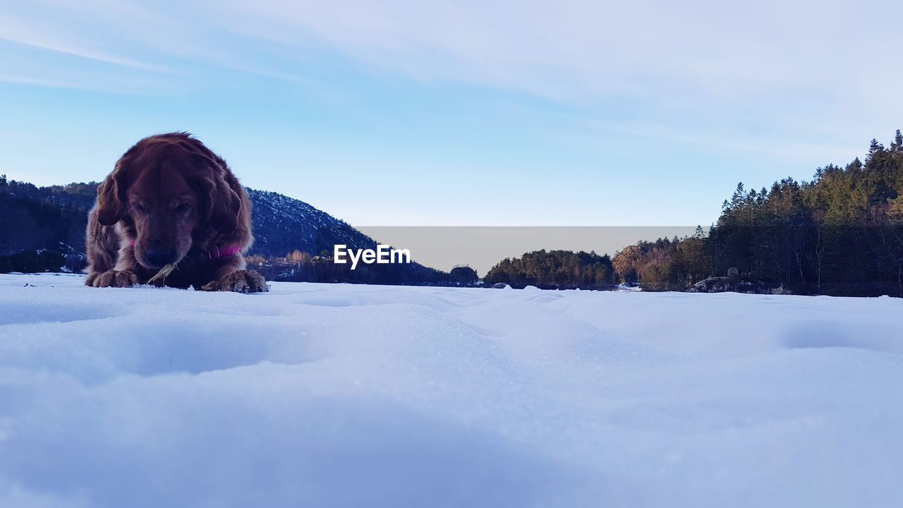 DOG ON SNOW COVERED FIELD