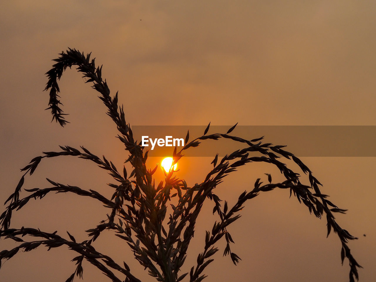 Low angle view of silhouette plants against orange sky