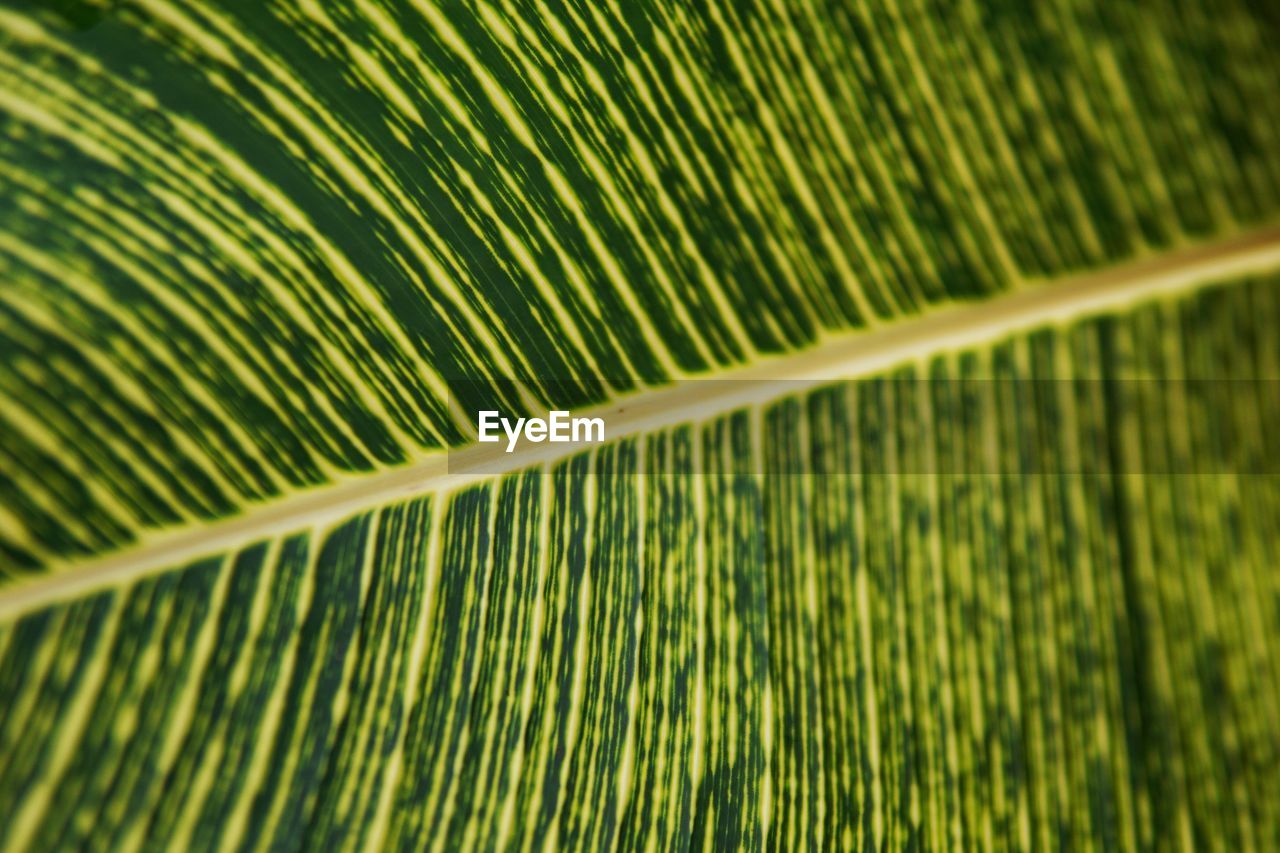 CLOSE-UP OF FRESH LEAF