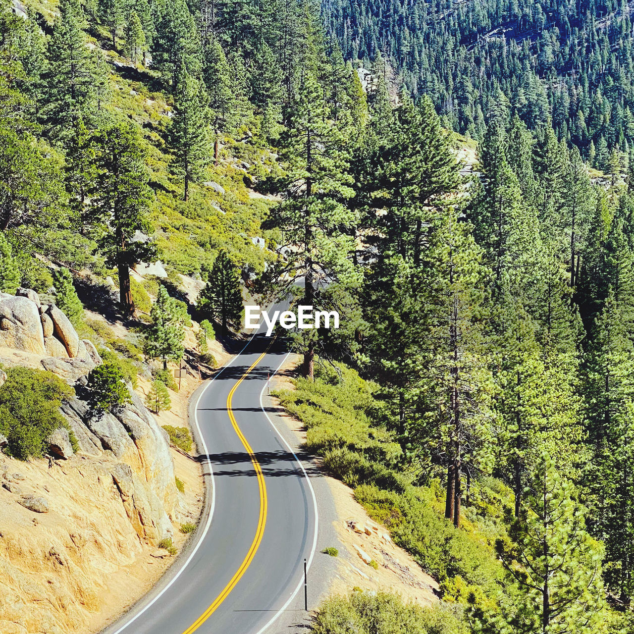 ROAD BY TREES IN FOREST