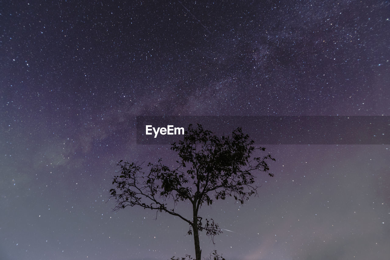 Pine tree among under the starry night sky with milky way.