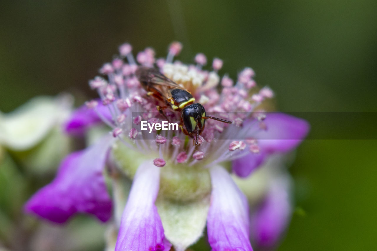 Macro photo of a tiny colorful wasp pollinating a flower photo was taken in northern israel