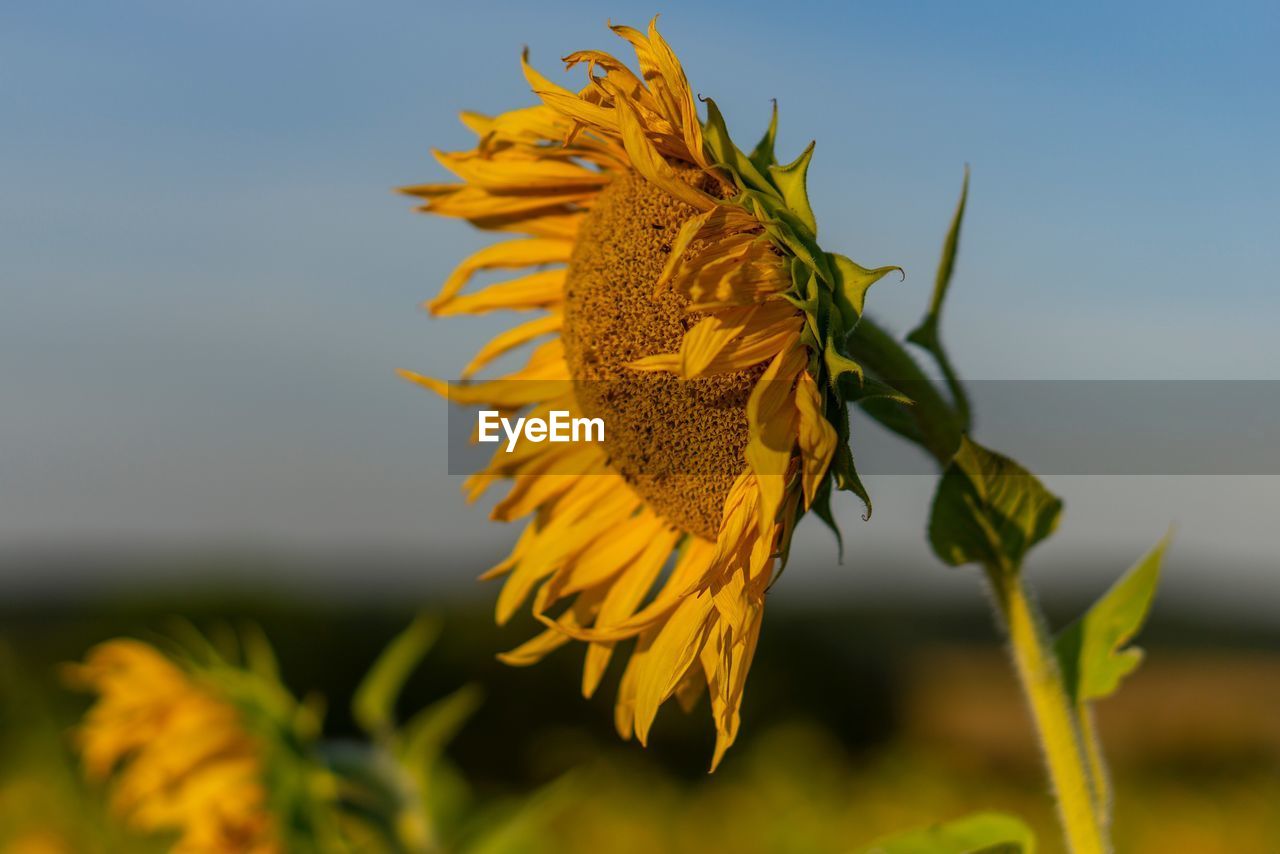 Close-up of wilted sunflower plant against sky