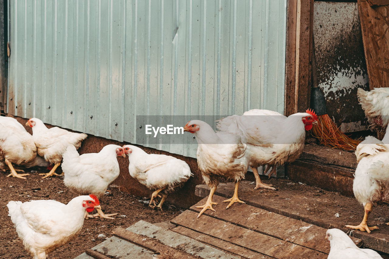 Chicken broilers. poultry farm