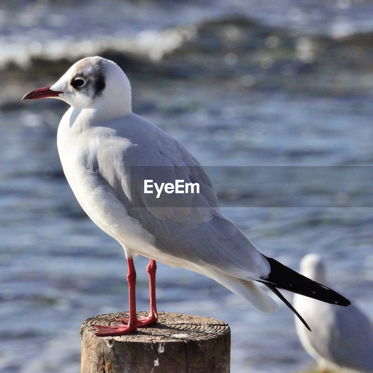 CLOSE-UP OF SEAGULL ON WOODEN POST