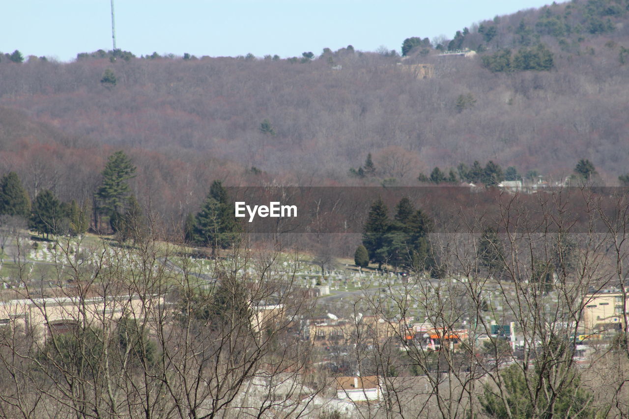 TREES ON LANDSCAPE