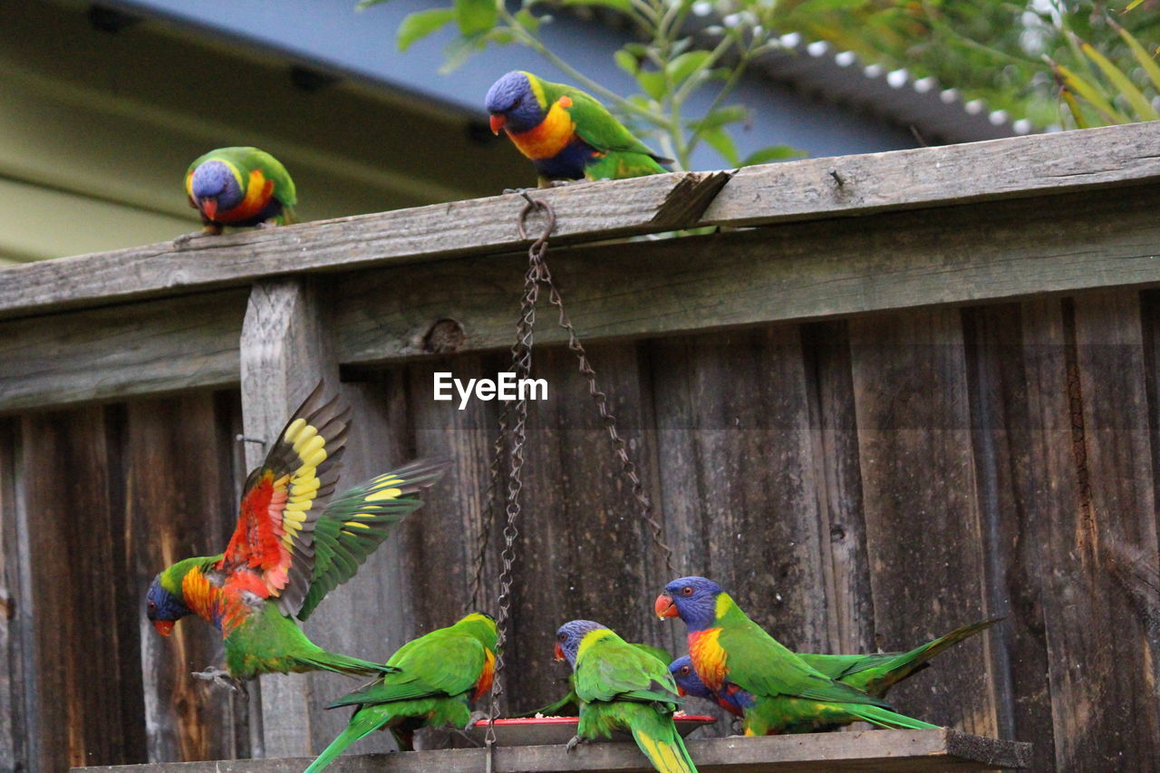 View of birds perching on wood