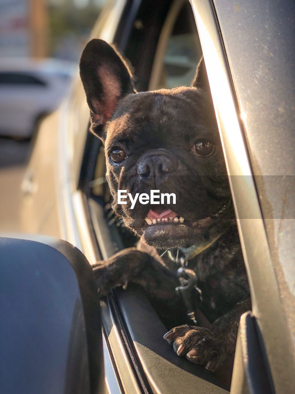 Close-up portrait of black dog in car seen through window