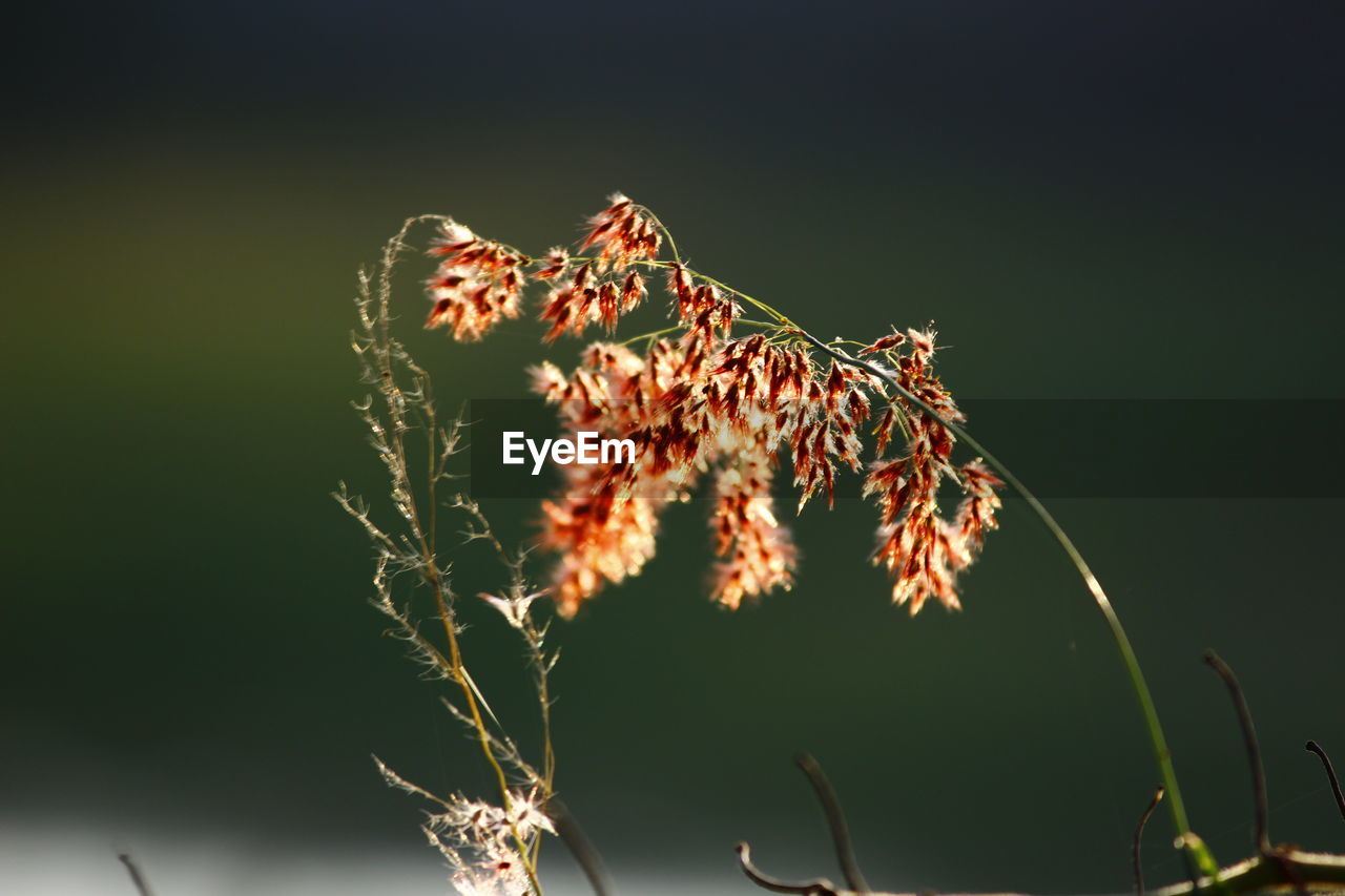 Low angle view of flowering plant against sky