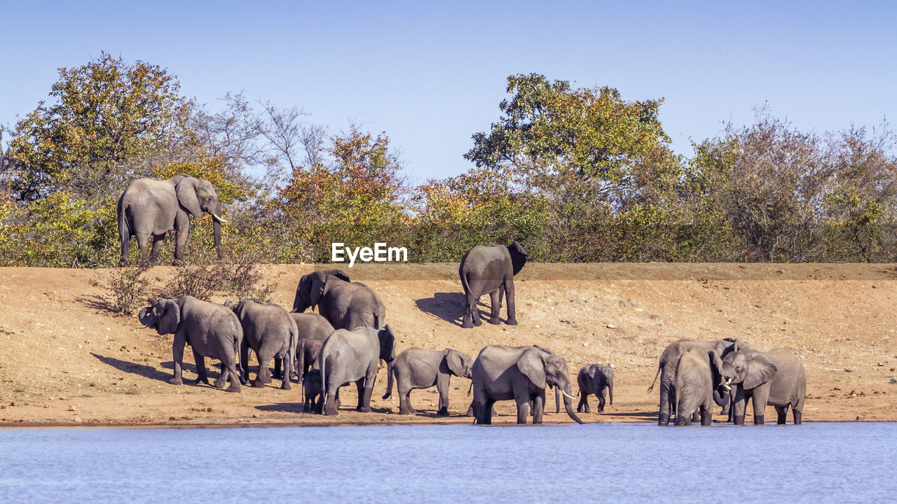 Elephants at lakeshore against sky