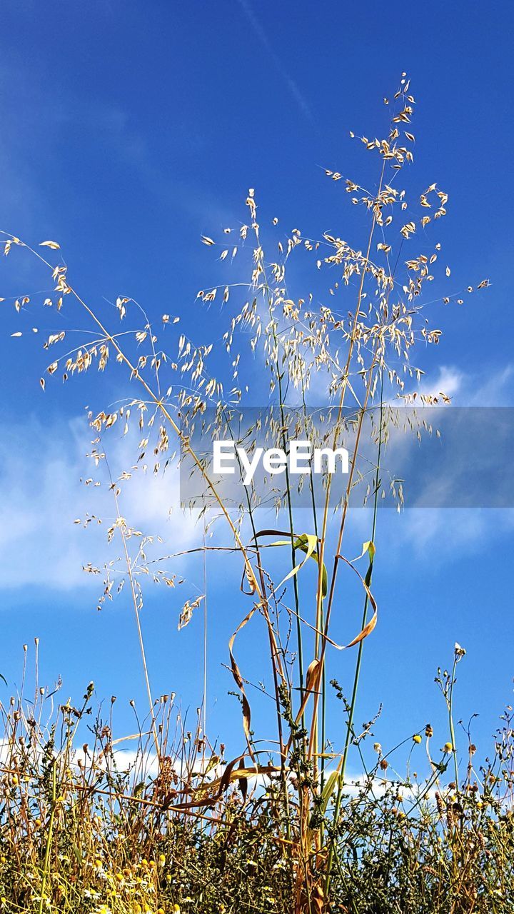 Low angle view of trees against blue sky