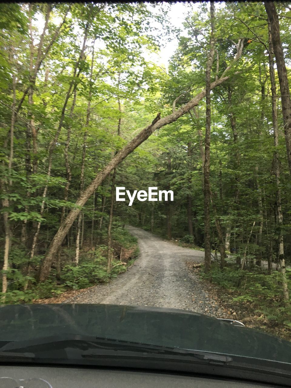 ROAD AMIDST TREES SEEN THROUGH CAR WINDSHIELD