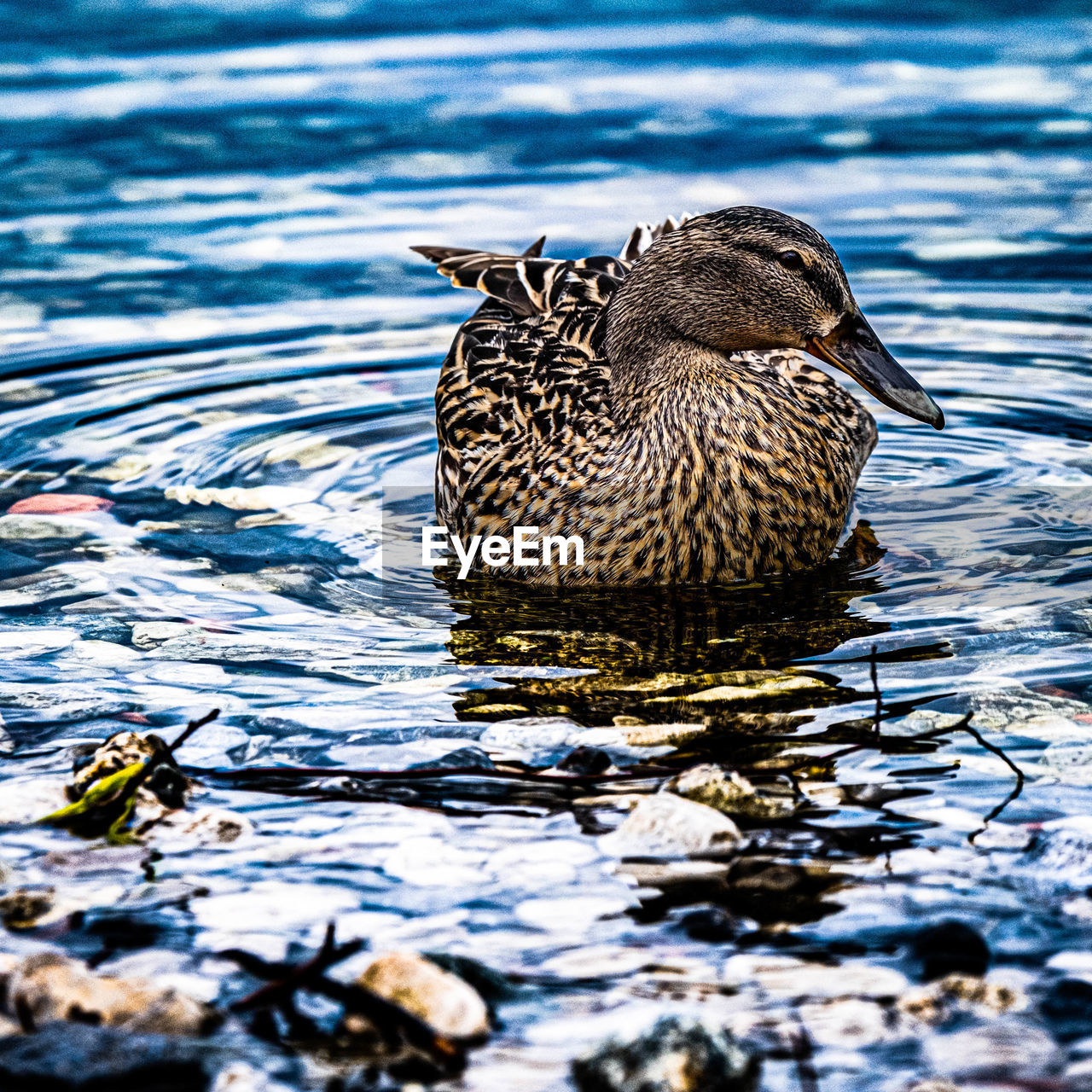 animal themes, animal, animal wildlife, bird, water, wildlife, duck, swimming, one animal, poultry, water bird, beak, nature, no people, ducks, geese and swans, lake, mallard, mallard duck, day, rippled, reflection, outdoors, waterfront