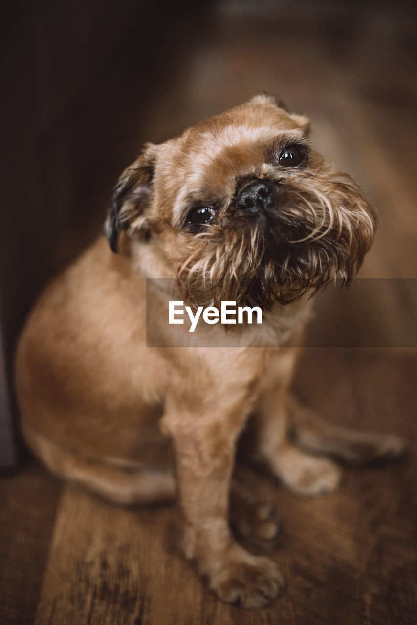 CLOSE-UP PORTRAIT OF PUPPY