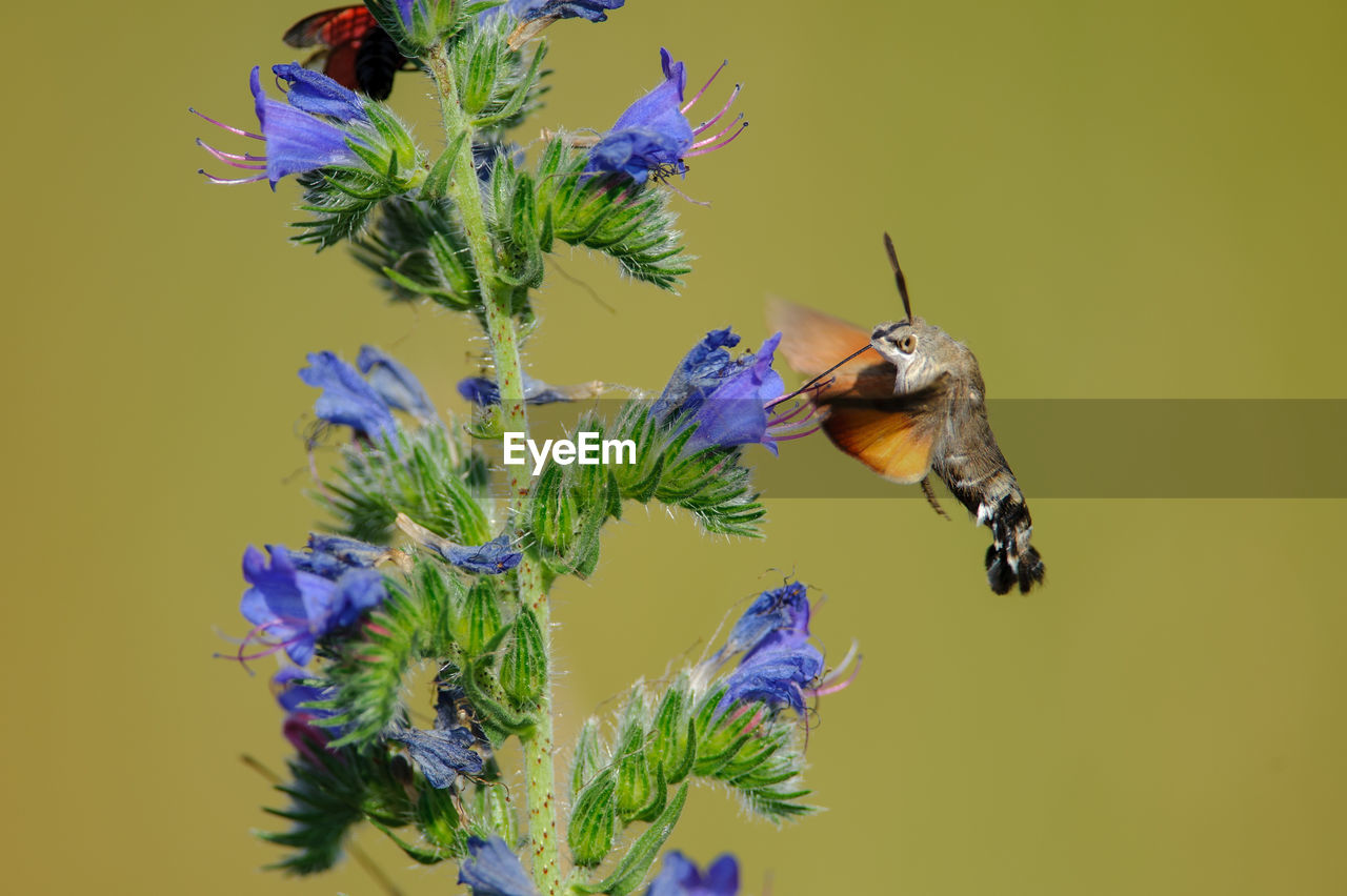 Insects in nationalpark donau-auen, hummingbird hawk-moth - macroglossum stellatarum