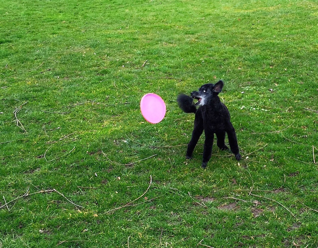 Dog playing with plastic disc on grassy field