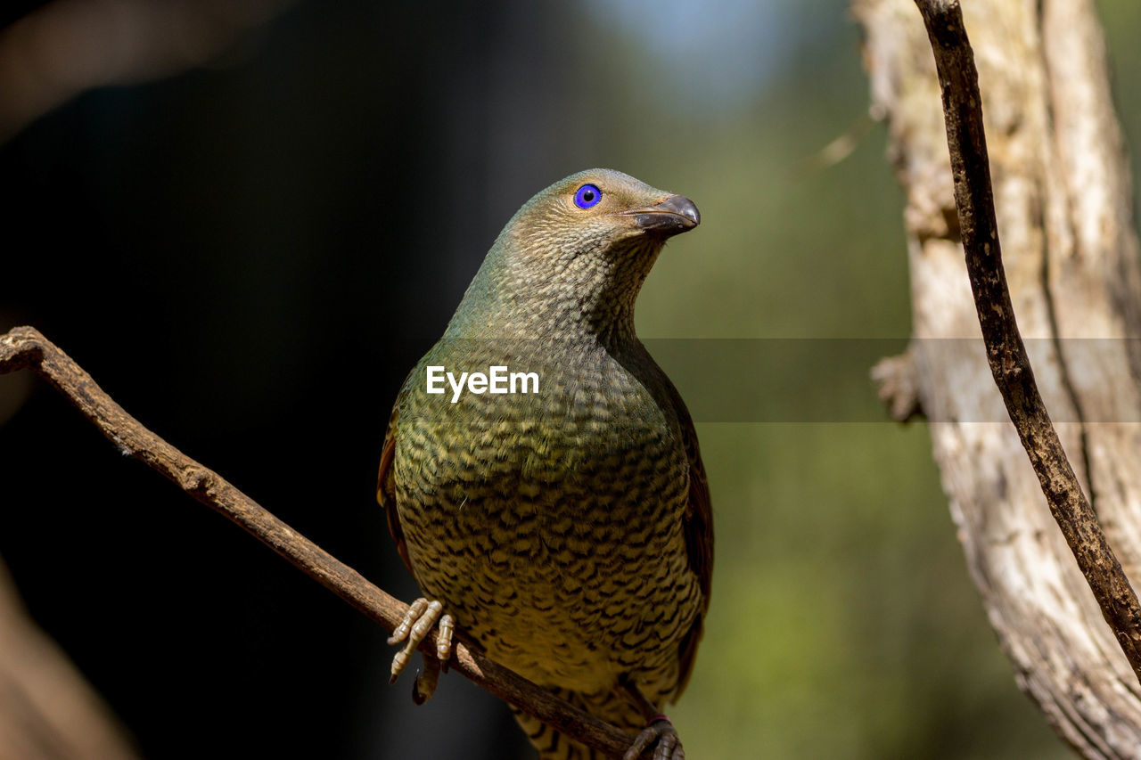 Close-up of bird perching on branch