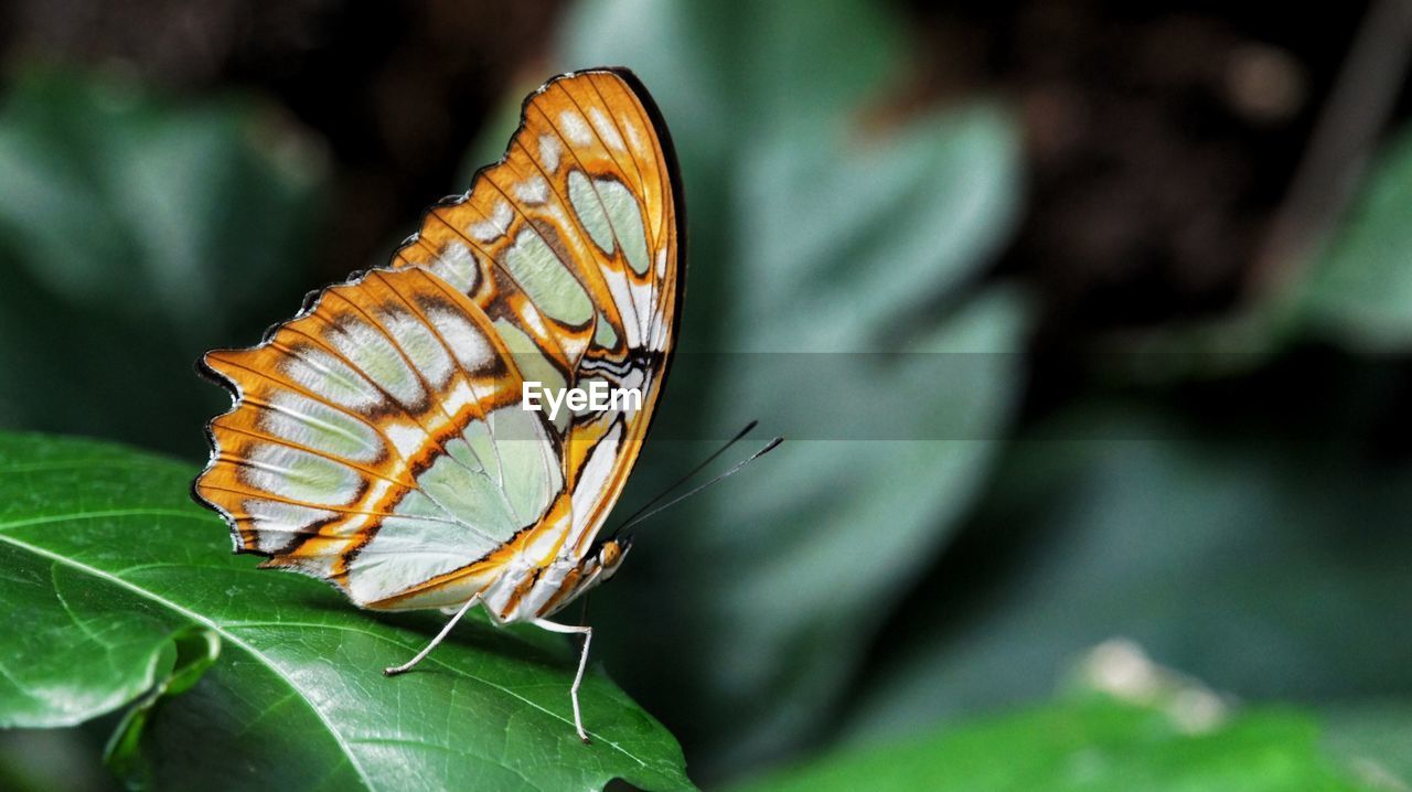 Close-up of orange butterfly on leaf