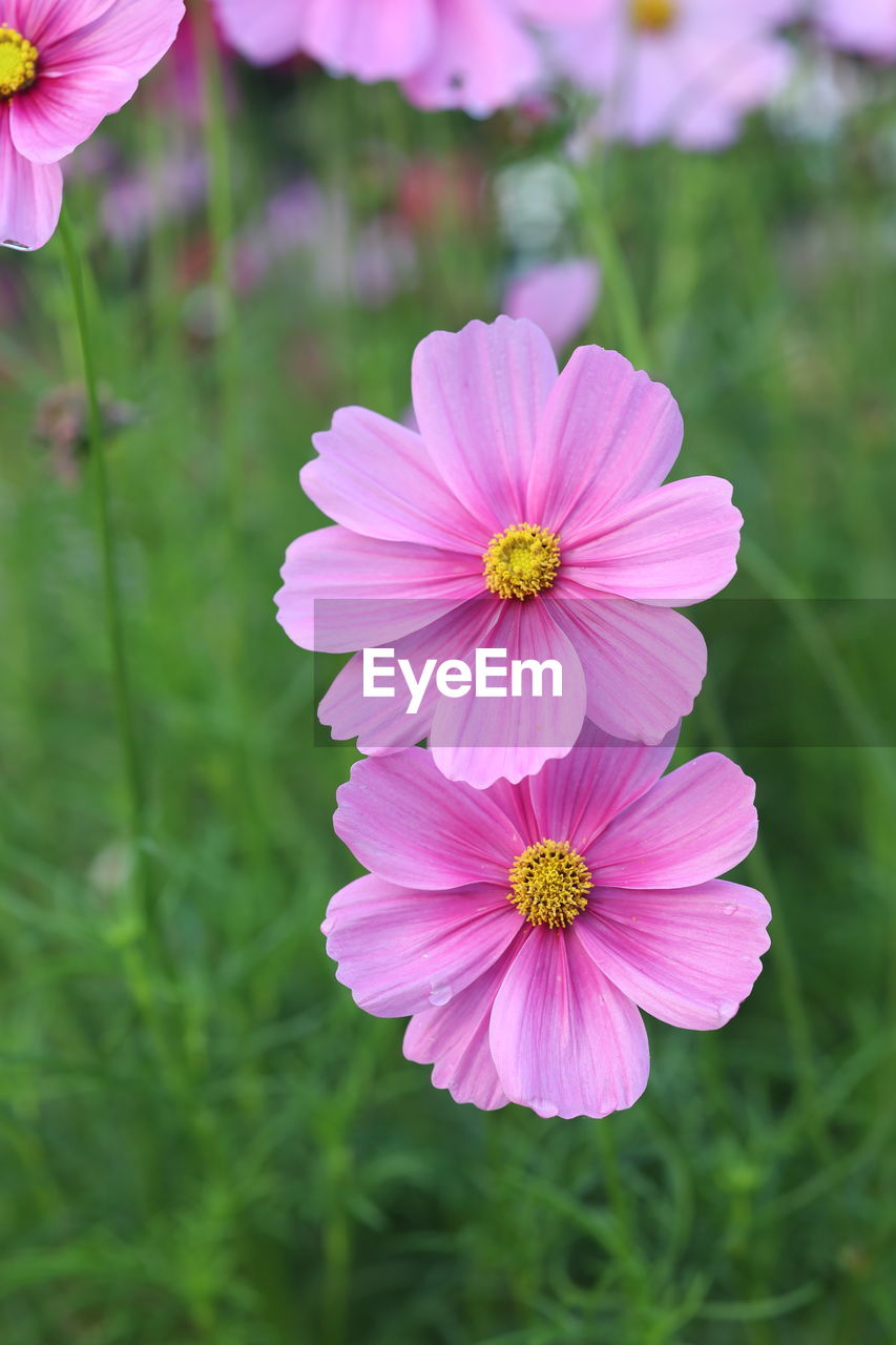 CLOSE-UP OF PINK FLOWER
