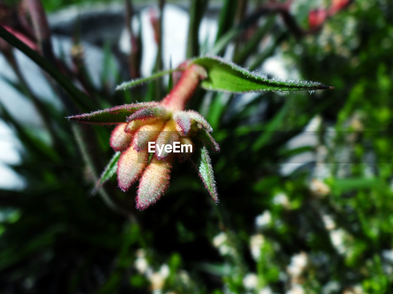 CLOSE-UP OF RED FLOWER BUDS