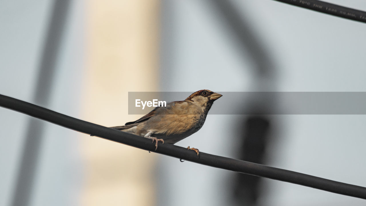 CLOSE-UP OF BIRD PERCHING ON A RAILING