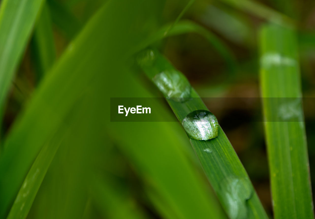 CLOSE-UP OF WET GRASS