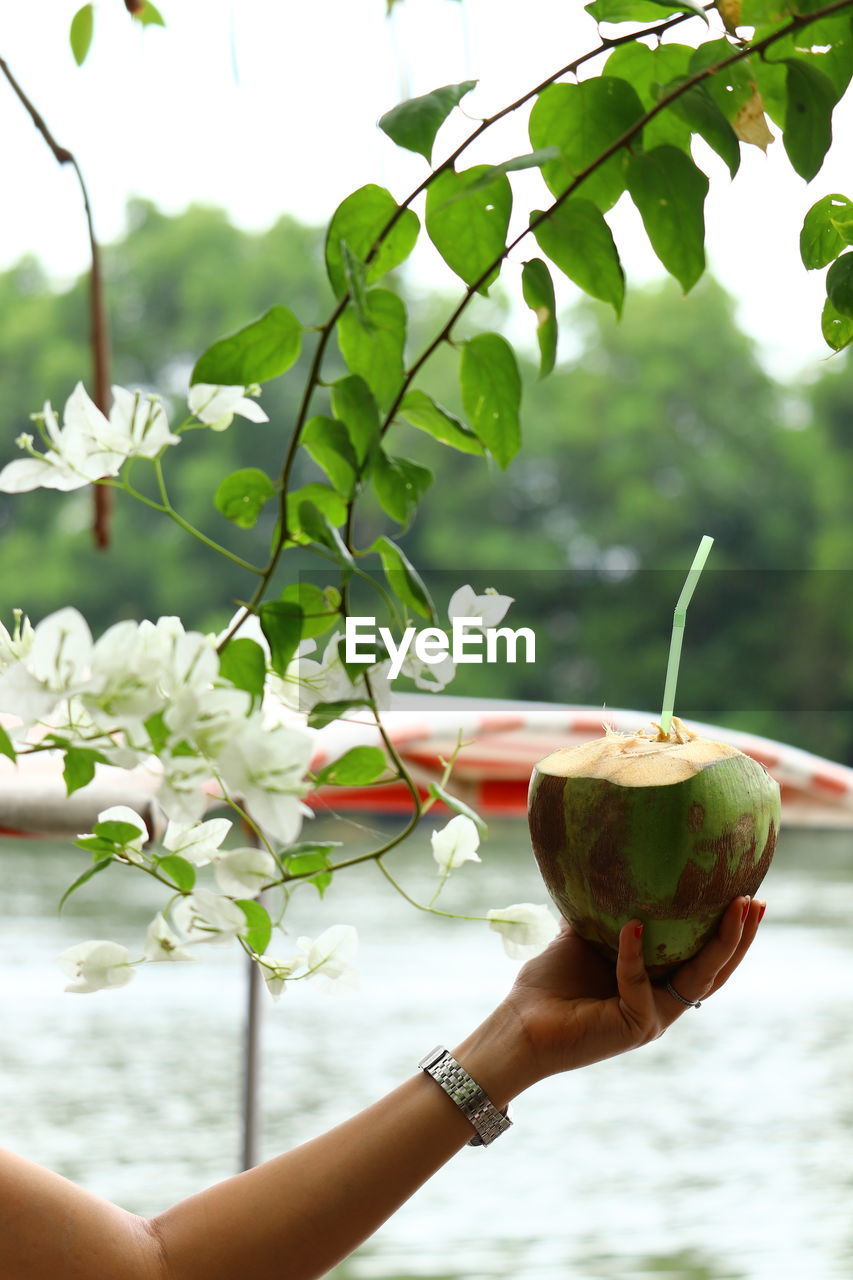 Cropped hand holding coconut against white flowers on a tree branch