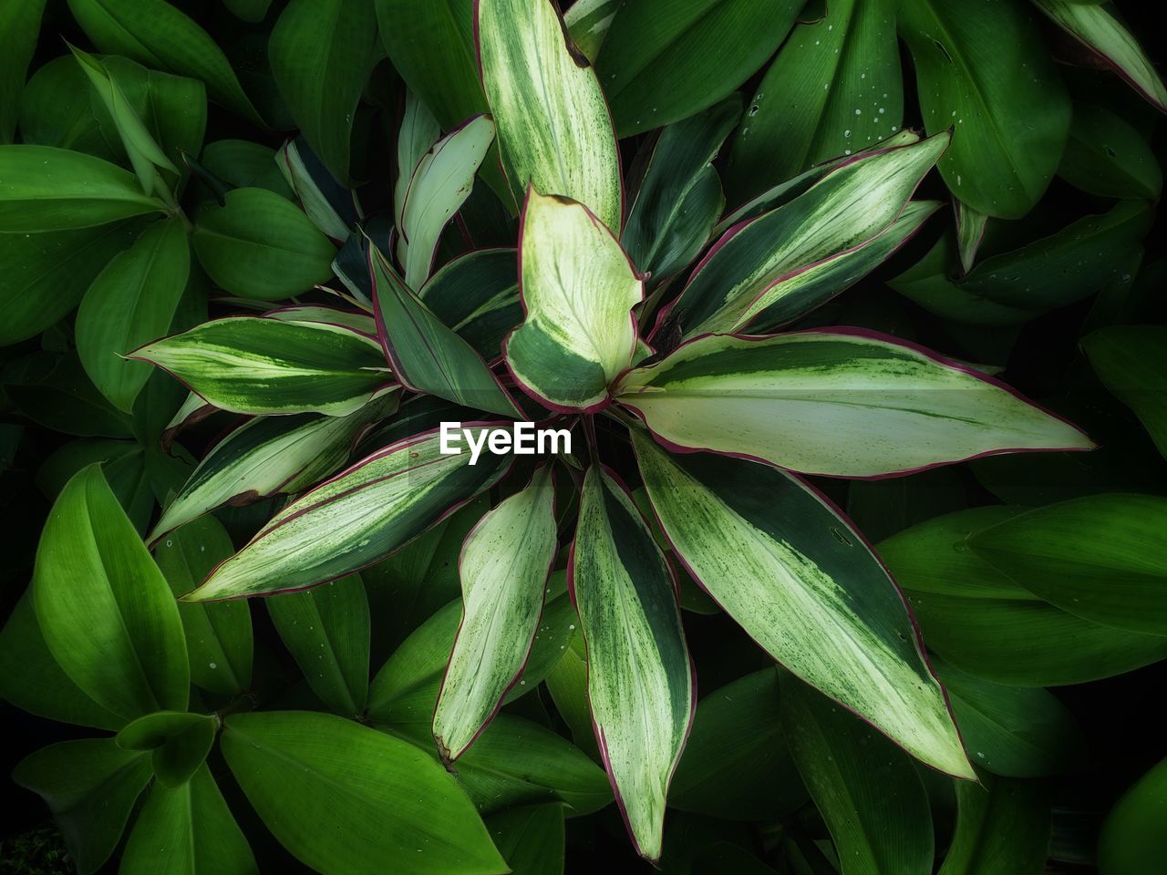 FULL FRAME SHOT OF LEAVES