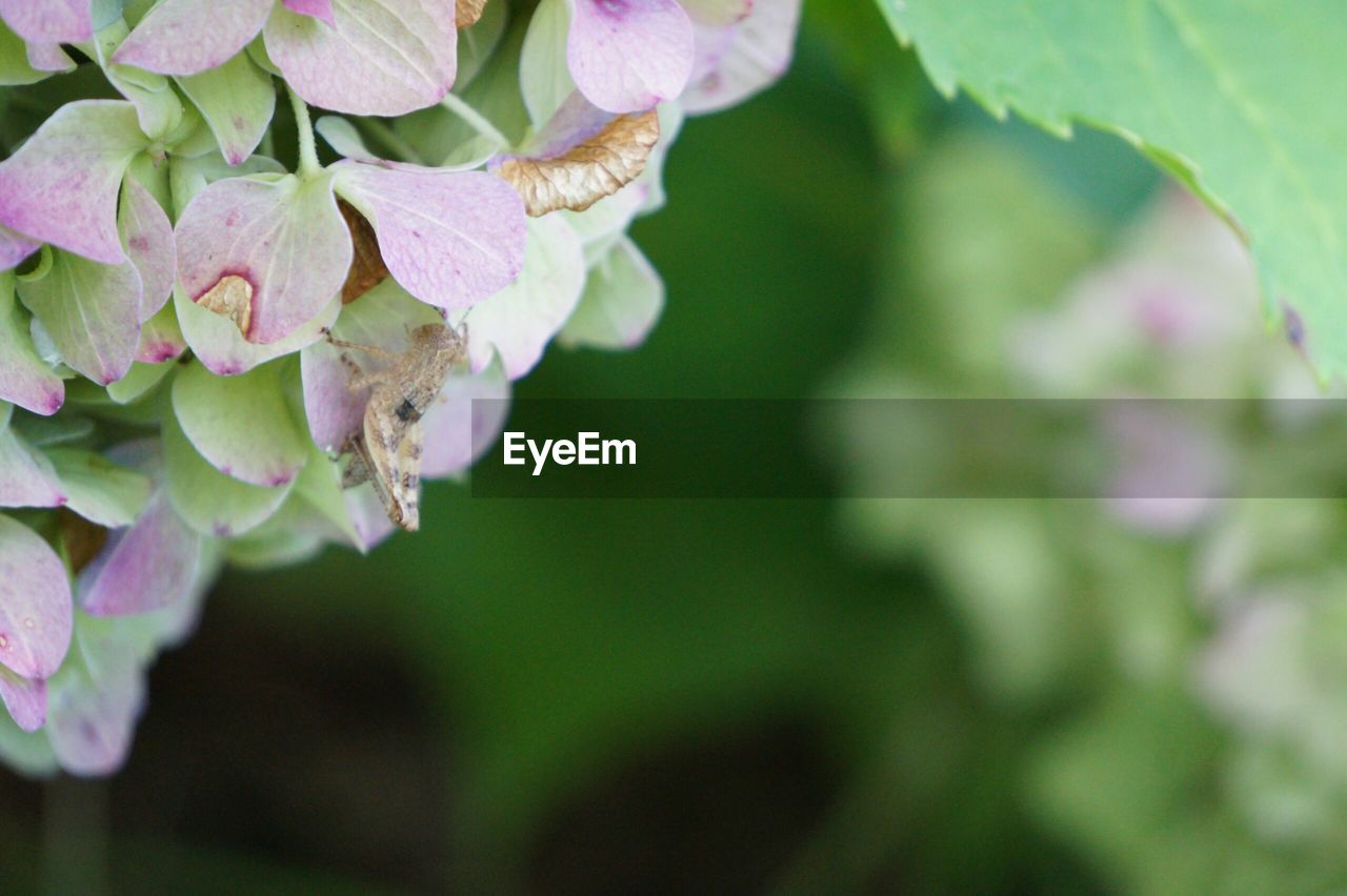 Close-up of leaves against blurred background