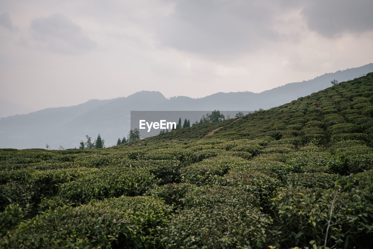 Scenic view of tea crops growing on agricultural field