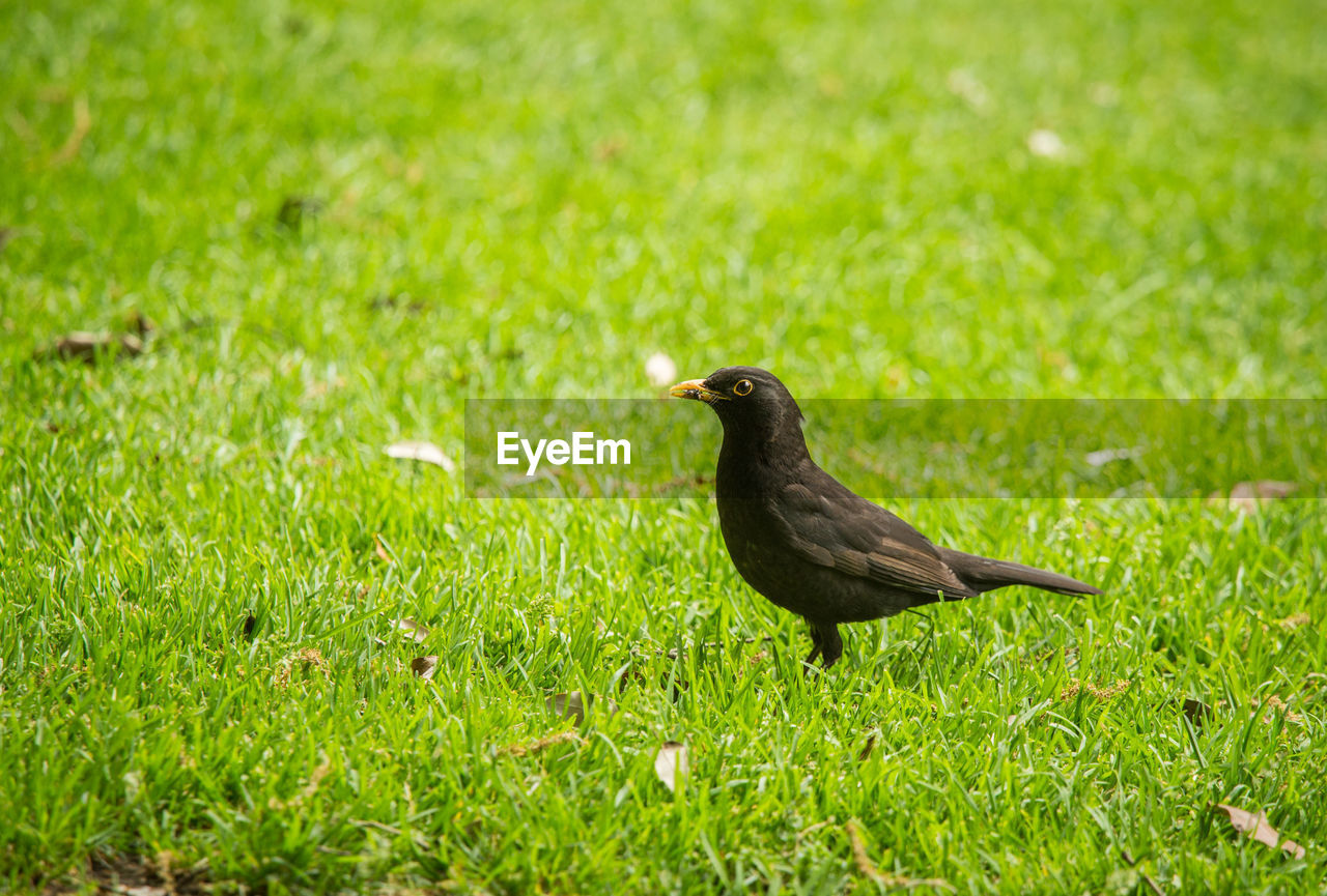 A beautiful blackbird in the spring, getting ready for nesting season. 