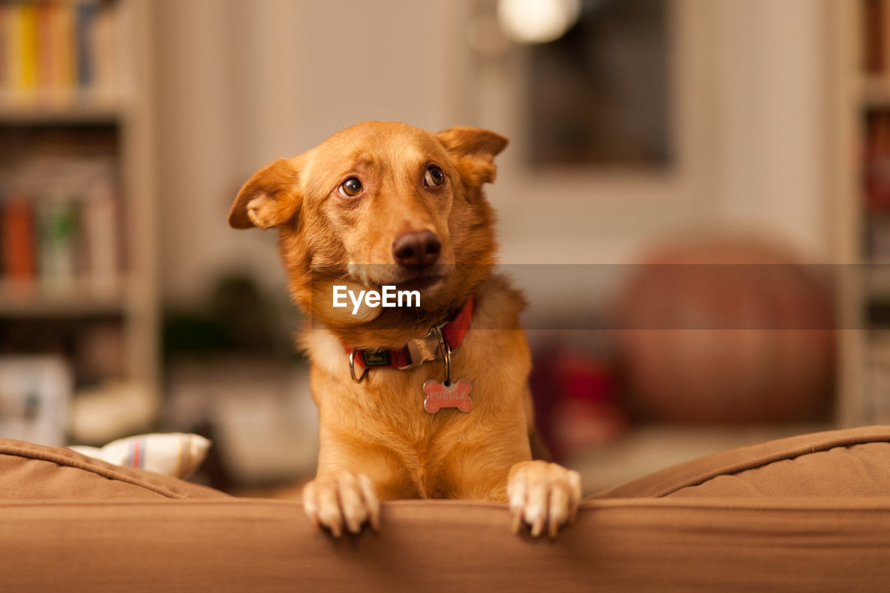 Close-up of dog on sofa