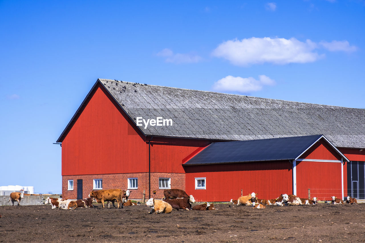 architecture, built structure, barn, building exterior, sky, building, house, nature, land, farm, domestic animals, landscape, day, blue, hut, rural area, cloud, livestock, agricultural building, rural scene, mammal, outdoors, environment, residential district, animal themes, roof, agriculture, animal