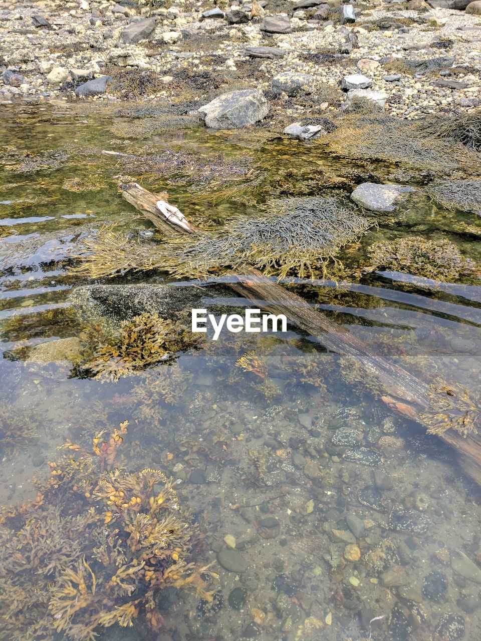 BIRD ON WATER