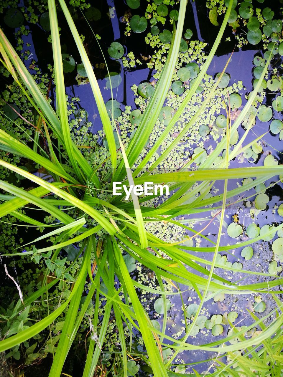 CLOSE-UP OF FRESH GREEN PLANTS