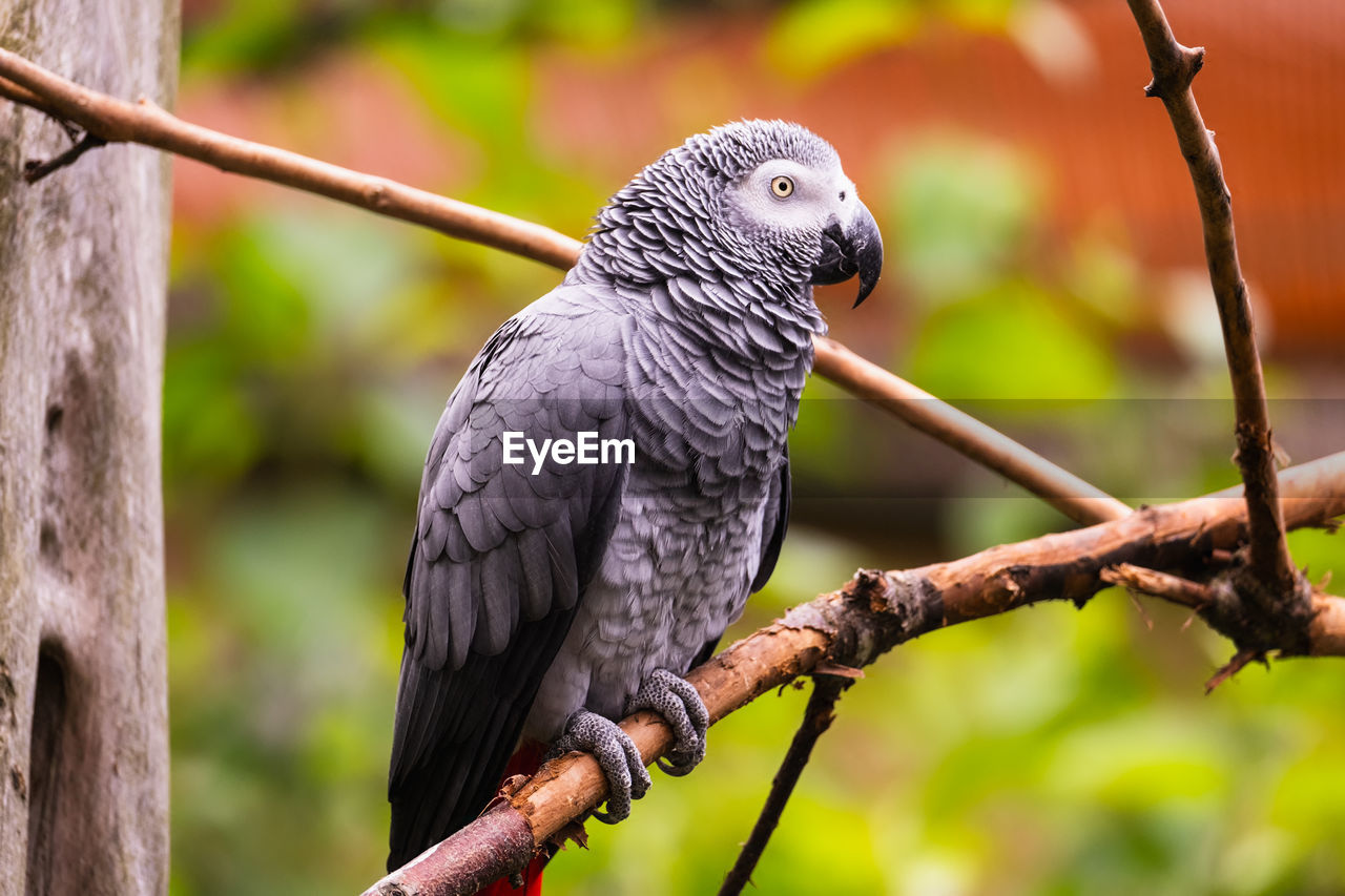 animal themes, animal, bird, animal wildlife, beak, wildlife, one animal, tree, pet, perching, branch, parrot, nature, parakeet, plant, no people, outdoors, full length, focus on foreground, forest