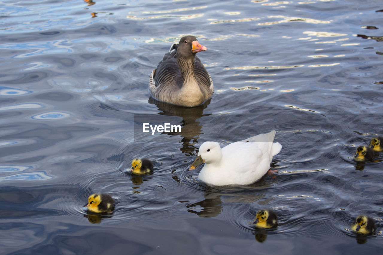 HIGH ANGLE VIEW OF DUCK IN LAKE