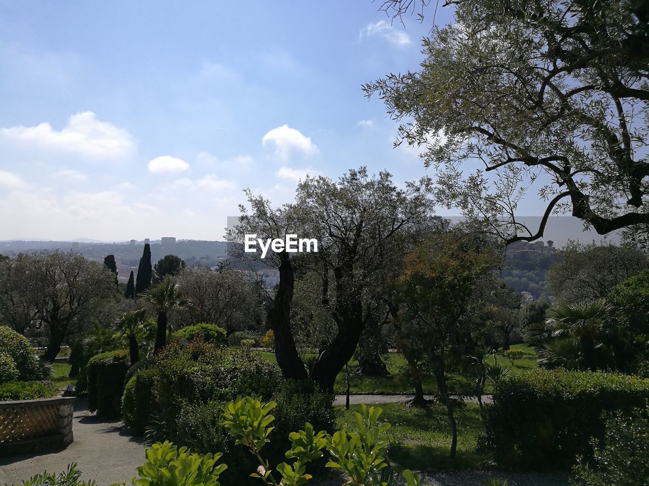 Plants and trees growing at park against sky