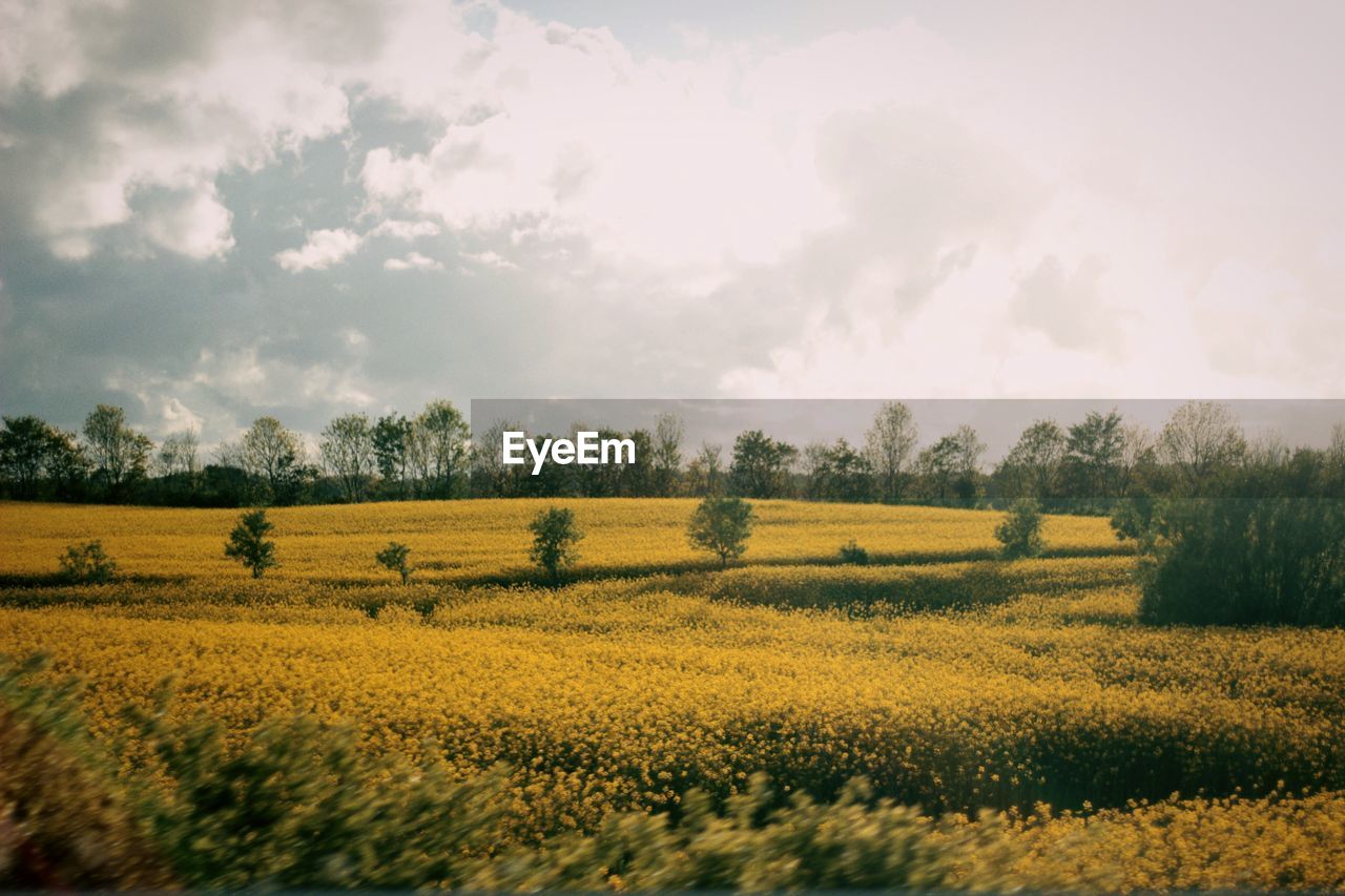 Scenic view of field against sky