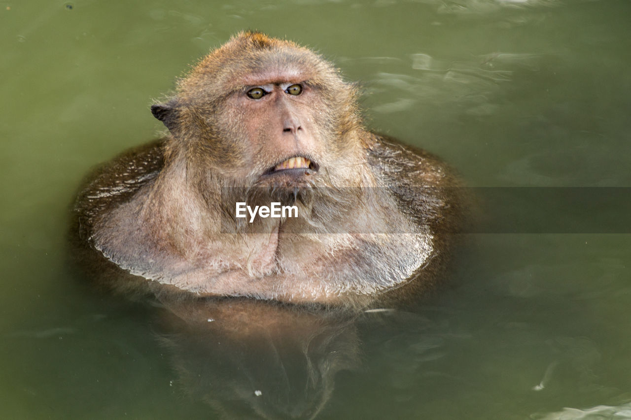 High angle view of long-tailed macaque in lake