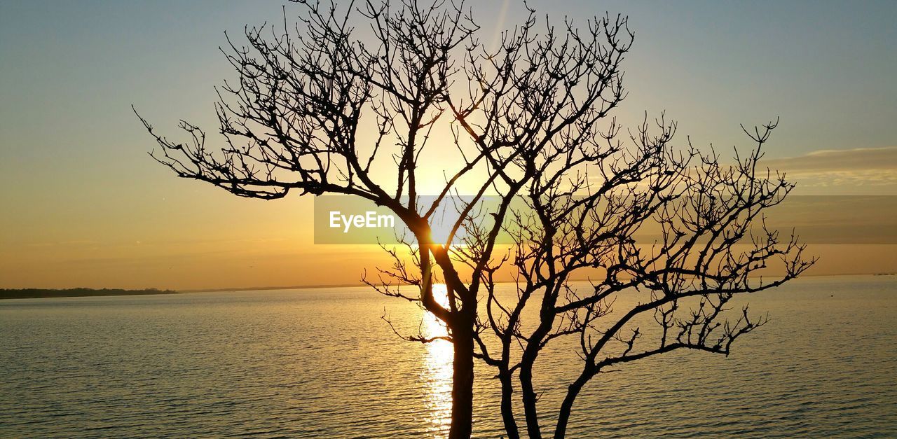 BARE TREE ON BEACH AGAINST SKY DURING SUNSET