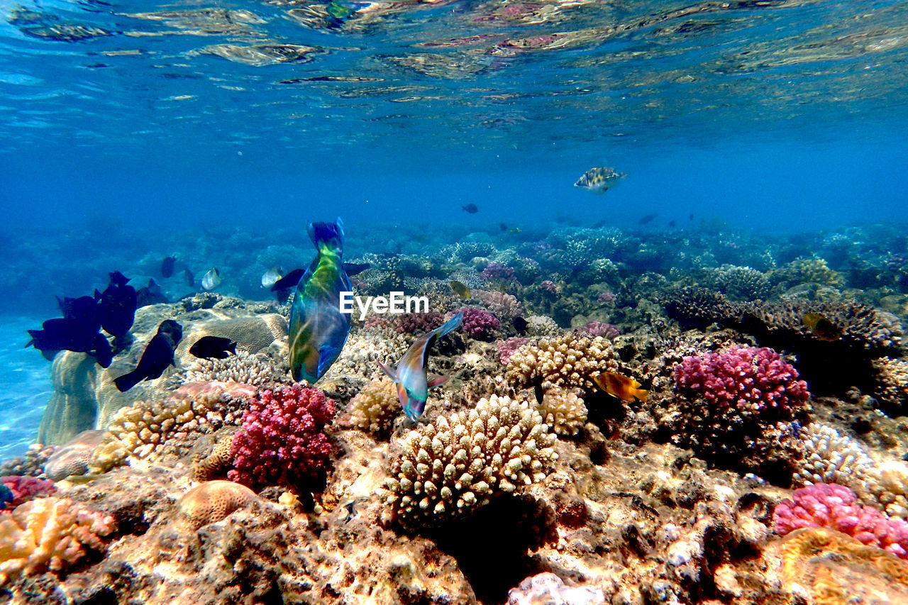 sea, underwater, water, undersea, sea life, coral reef, wildlife, animal, animal wildlife, animal themes, coral, marine, natural environment, reef, fish, coral reef fish, nature, swimming, water sports, marine biology, aquarium, sports, group of animals, large group of animals, scuba diving, tropical fish, adventure, beauty in nature, ocean, tropical climate, multi colored, ecosystem, travel destinations, outdoors