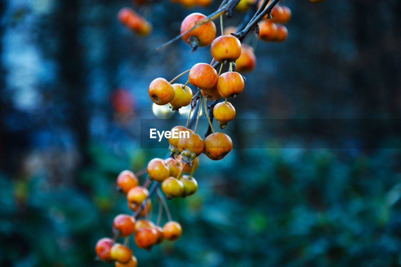 A branch with frozen unripe berries in the early morning