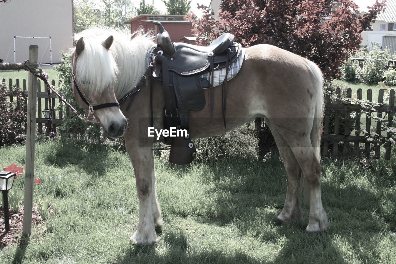 Horse standing on field